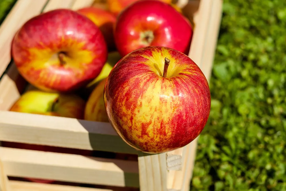 Какие витамины содержатся в яблоках?
