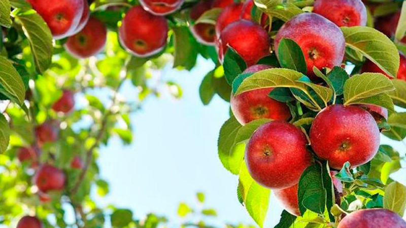 Советы по выращиванию плодовых деревьев