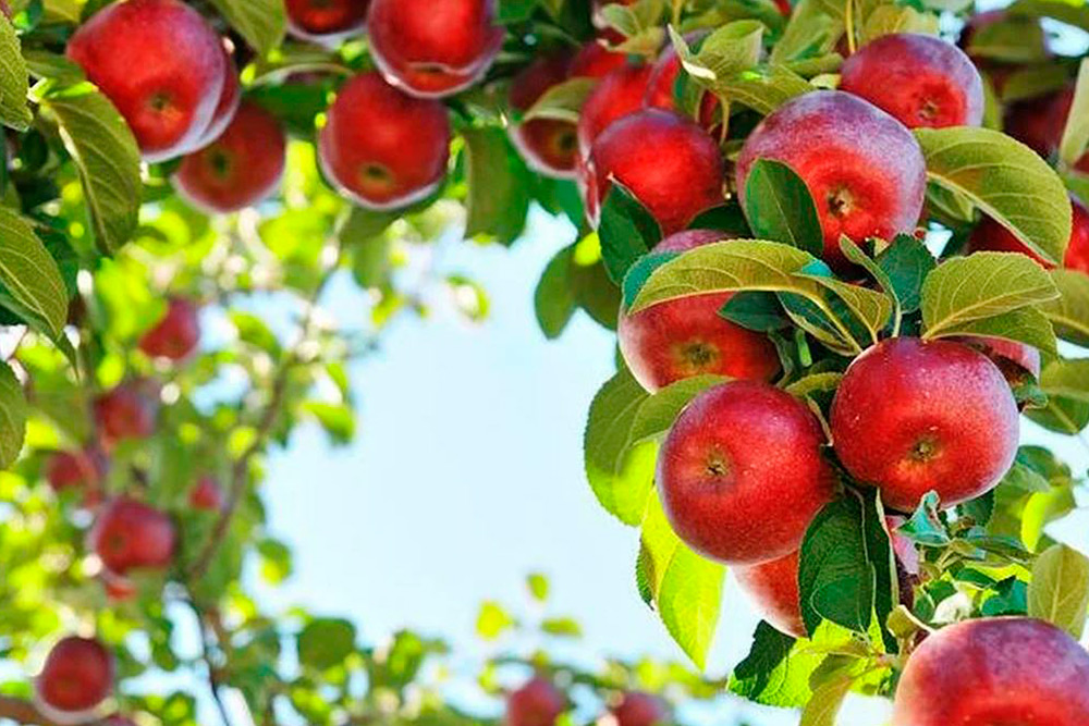Советы по выращиванию плодовых деревьев