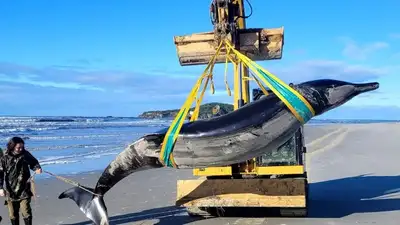 Кит редчайшего вида выбросился на берег пляжа в Новой Зеландии